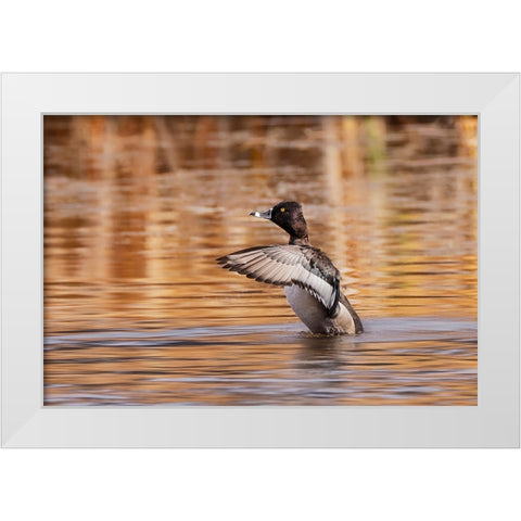 Ring-necked Duck-Grand Teton National Park-Wyoming White Modern Wood Framed Art Print by Jones, Adam