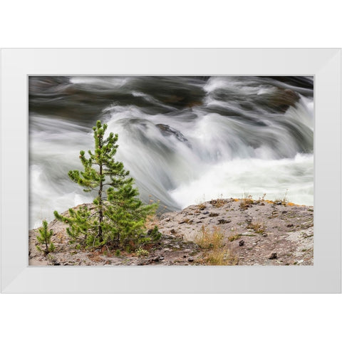 Small evergreen tree along Firehole River-Yellowstone National Park-Wyoming White Modern Wood Framed Art Print by Jones, Adam