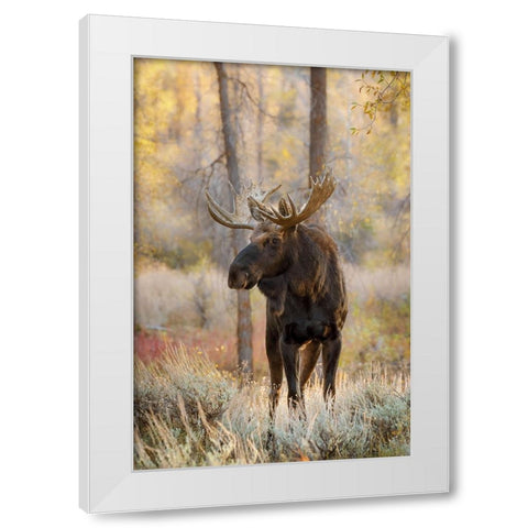 Bull moose in autumn-Grand Teton National Park-Wyoming White Modern Wood Framed Art Print by Jones, Adam
