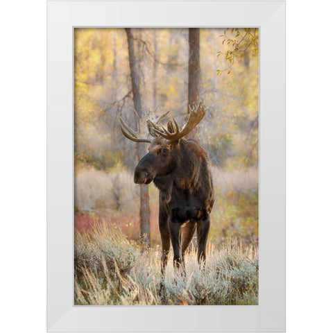 Bull moose in autumn-Grand Teton National Park-Wyoming White Modern Wood Framed Art Print by Jones, Adam