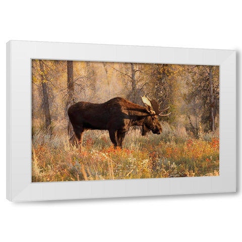 Bull moose in autumn-Grand Teton National Park-Wyoming White Modern Wood Framed Art Print by Jones, Adam