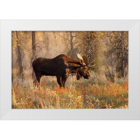 Bull moose in autumn-Grand Teton National Park-Wyoming White Modern Wood Framed Art Print by Jones, Adam