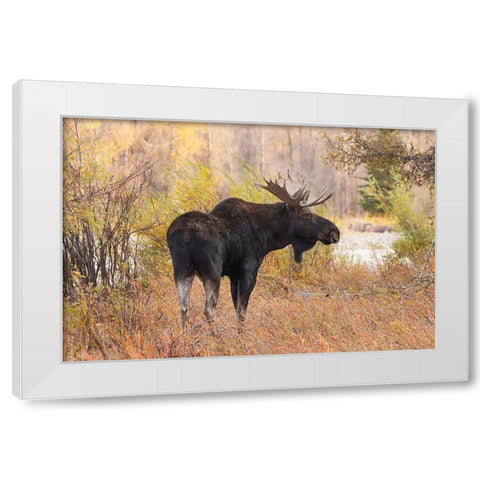 Bull moose in autumn-Grand Teton National Park-Wyoming White Modern Wood Framed Art Print by Jones, Adam