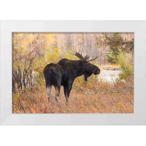 Bull moose in autumn-Grand Teton National Park-Wyoming White Modern Wood Framed Art Print by Jones, Adam
