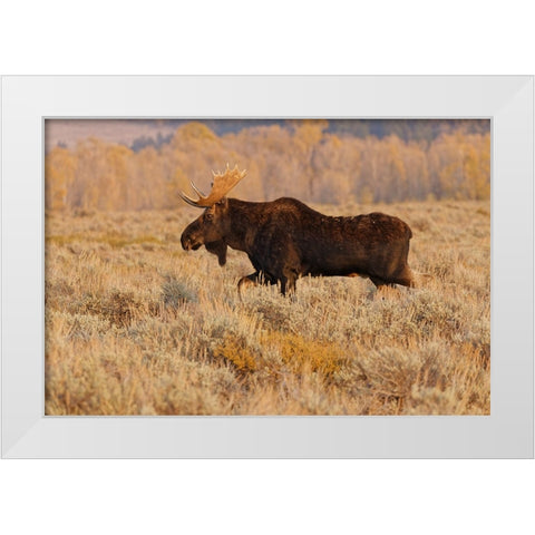Bull moose in autumn-Grand Teton National Park-Wyoming White Modern Wood Framed Art Print by Jones, Adam