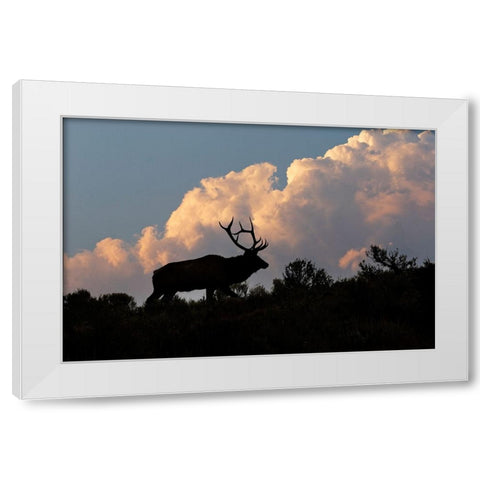 Bull elk or wapiti silhouetted on ridge at sunrise-Yellowstone National Park-Wyoming White Modern Wood Framed Art Print by Jones, Adam