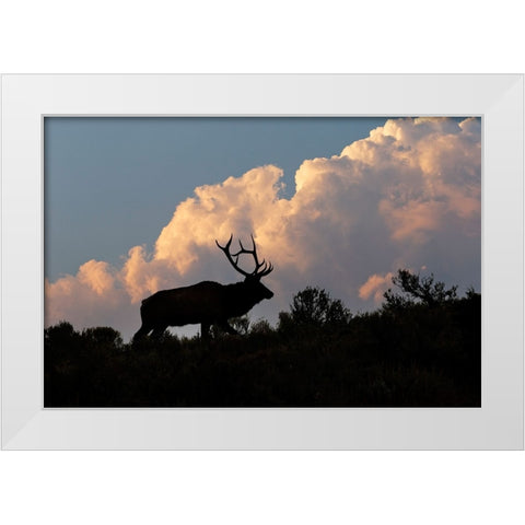 Bull elk or wapiti silhouetted on ridge at sunrise-Yellowstone National Park-Wyoming White Modern Wood Framed Art Print by Jones, Adam
