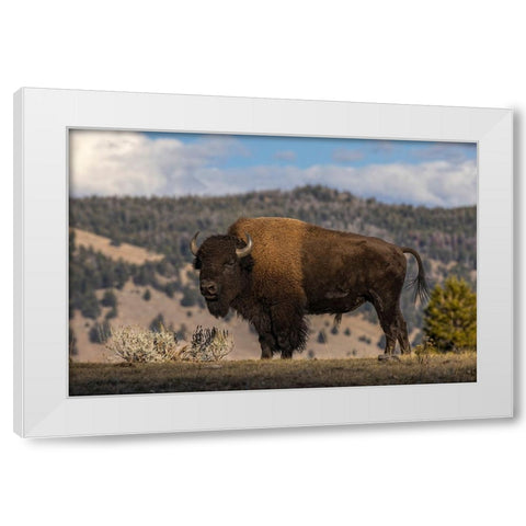 American Bison Yellowstone National Park-Wyoming White Modern Wood Framed Art Print by Jones, Adam