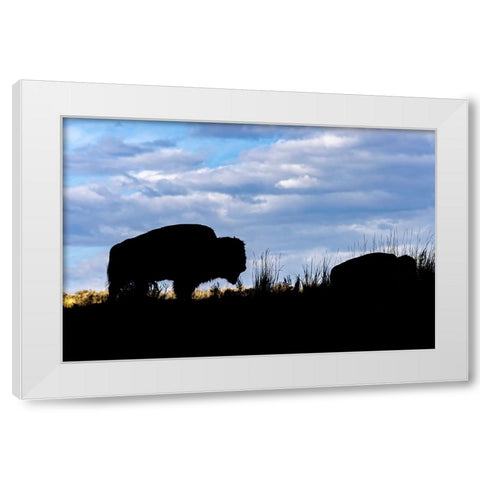 American Bison silhouette Yellowstone National Park-Wyoming White Modern Wood Framed Art Print by Jones, Adam