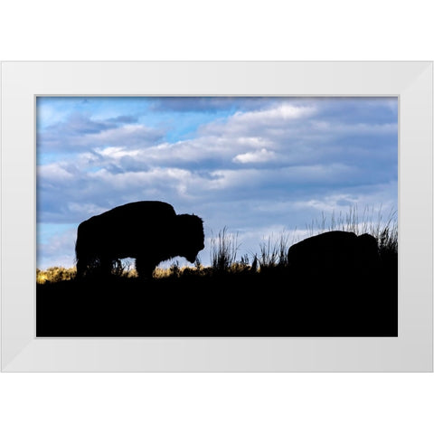 American Bison silhouette Yellowstone National Park-Wyoming White Modern Wood Framed Art Print by Jones, Adam