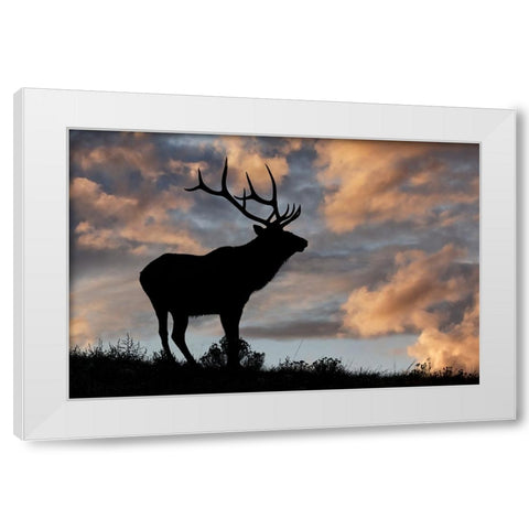 Bull elk or wapiti silhouetted at sunrise on ridge-Yellowstone National Park-Wyoming White Modern Wood Framed Art Print by Jones, Adam