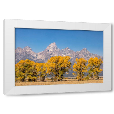 Cottonwood trees in fall and Teton Range-Grand Teton National Park-Wyoming White Modern Wood Framed Art Print by Jones, Adam