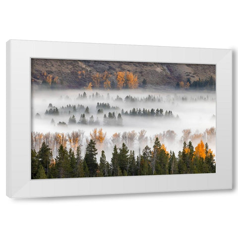 Elevated view of aspen and cottonwood trees mist along Snake River-Grand Teton National Park-Wyoming White Modern Wood Framed Art Print by Jones, Adam