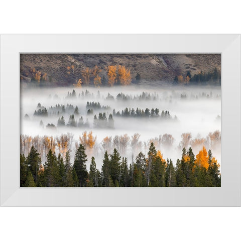 Elevated view of aspen and cottonwood trees mist along Snake River-Grand Teton National Park-Wyoming White Modern Wood Framed Art Print by Jones, Adam