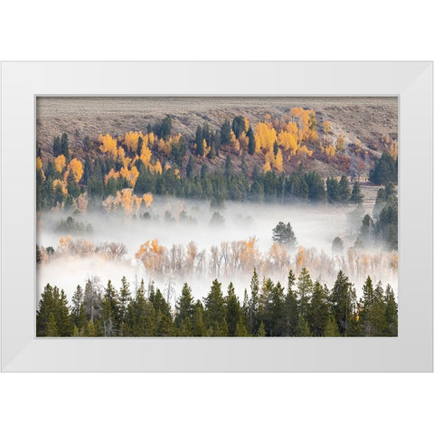 Elevated view of aspen and cottonwood trees mist along Snake River-Grand Teton National Park-Wyoming White Modern Wood Framed Art Print by Jones, Adam