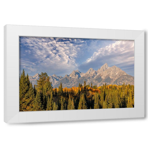 Golden aspen trees and Teton Range in early morning-Grand Teton National Park-Wyoming White Modern Wood Framed Art Print by Jones, Adam