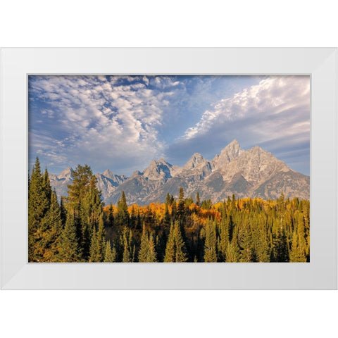 Golden aspen trees and Teton Range in early morning-Grand Teton National Park-Wyoming White Modern Wood Framed Art Print by Jones, Adam