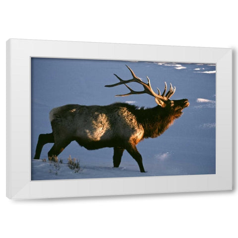 Wyoming, Yellowstone NP Bugling elk in winter White Modern Wood Framed Art Print by Kaveney, Wendy