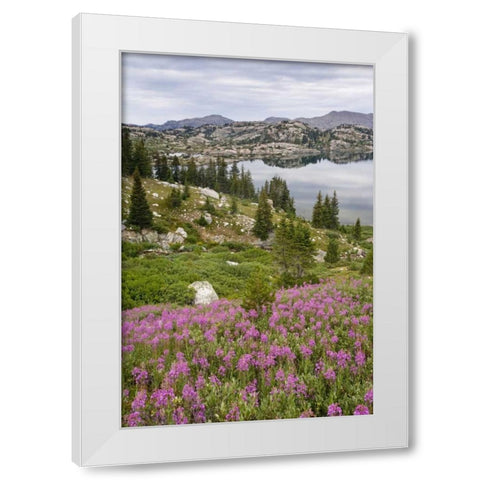 WY, Bridger NF, Fireweed grow by Island Lake White Modern Wood Framed Art Print by Paulson, Don