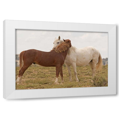 Wyoming, Carbon Wild horses grooming each other White Modern Wood Framed Art Print by Illg, Cathy and Gordon