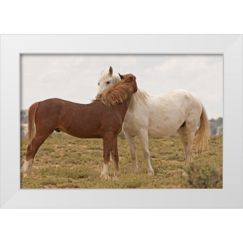 Wyoming, Carbon Wild horses grooming each other White Modern Wood Framed Art Print by Illg, Cathy and Gordon