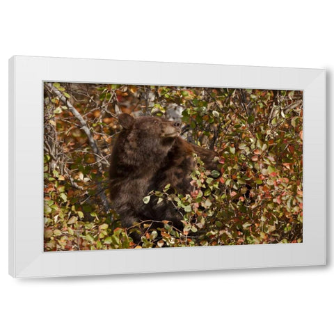 WY, Grand Tetons Black bear foraging for food White Modern Wood Framed Art Print by Grall, Don