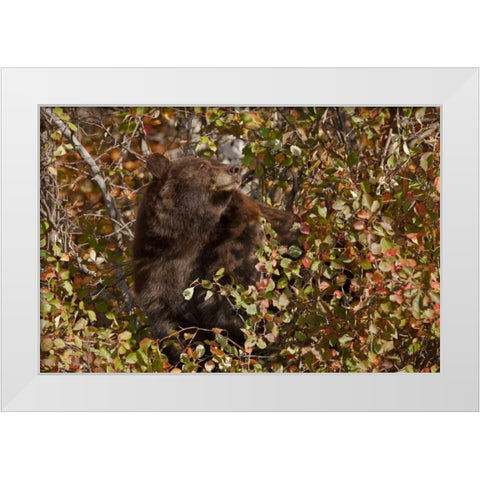 WY, Grand Tetons Black bear foraging for food White Modern Wood Framed Art Print by Grall, Don