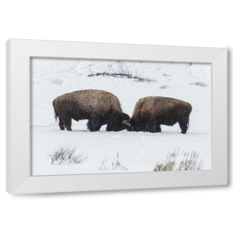USA, Wyoming, Yellowstone NP Bison sparring White Modern Wood Framed Art Print by Illg, Cathy and Gordon