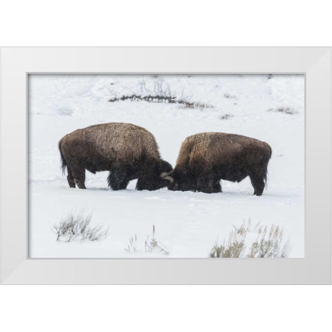USA, Wyoming, Yellowstone NP Bison sparring White Modern Wood Framed Art Print by Illg, Cathy and Gordon