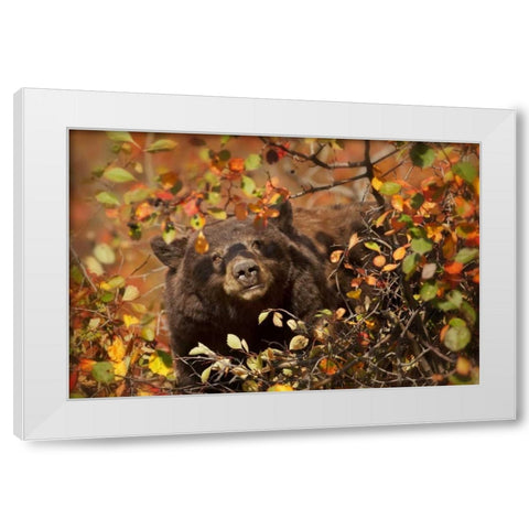 WY, Grand Tetons Black bear foraging for berries White Modern Wood Framed Art Print by Grall, Don