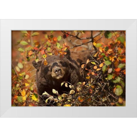 WY, Grand Tetons Black bear foraging for berries White Modern Wood Framed Art Print by Grall, Don