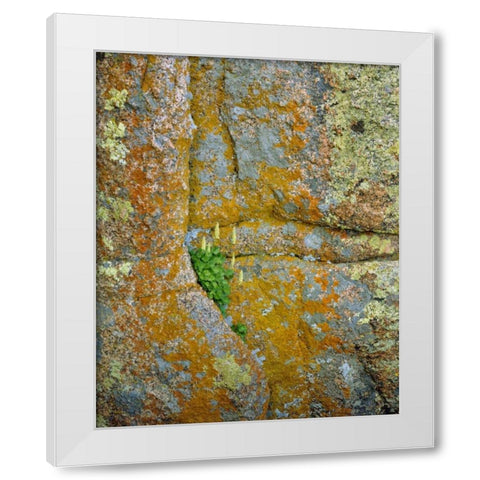 WY, Vedauwoo Park Poker heuchera plant White Modern Wood Framed Art Print by Terrill, Steve