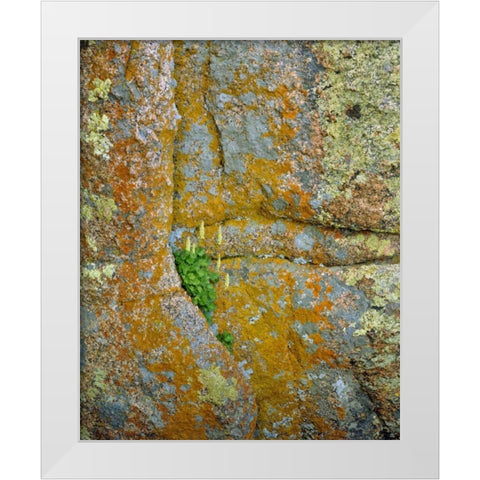 WY, Vedauwoo Park Poker heuchera plant White Modern Wood Framed Art Print by Terrill, Steve