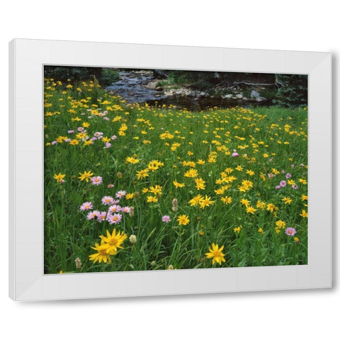 WY, Medicine Bow NF Golden mountain arnicas White Modern Wood Framed Art Print by Terrill, Steve