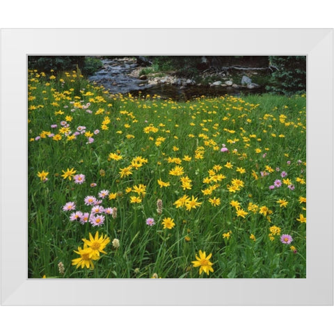 WY, Medicine Bow NF Golden mountain arnicas White Modern Wood Framed Art Print by Terrill, Steve