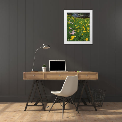 WY, Medicine Bow NF Golden mountain arnicas White Modern Wood Framed Art Print by Terrill, Steve