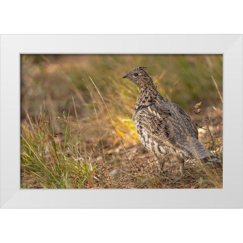 USA-Wyoming-Grand Teton National Park Dusky grouse bird close-up White Modern Wood Framed Art Print by Jaynes Gallery