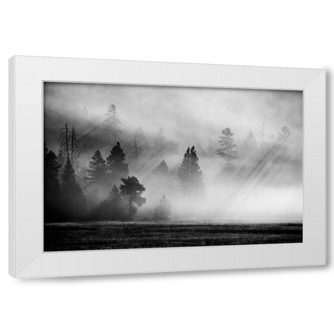 USA-Wyoming-Yellowstone National Park-Early morning fog with light rays through the trees White Modern Wood Framed Art Print by Hopkins, Cindy Miller