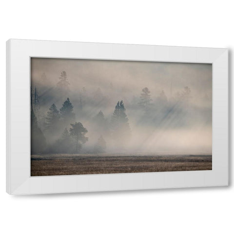 USA-Wyoming-Yellowstone National Park-Early morning fog with light rays through the trees White Modern Wood Framed Art Print by Hopkins, Cindy Miller