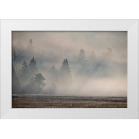 USA-Wyoming-Yellowstone National Park-Early morning fog with light rays through the trees White Modern Wood Framed Art Print by Hopkins, Cindy Miller