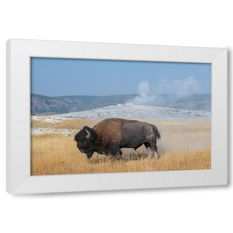 USA-Wyoming-Yellowstone National Park-Upper Geyser Basin-Lone male American bison-aka buffalo right White Modern Wood Framed Art Print by Hopkins, Cindy Miller
