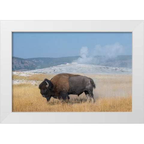 USA-Wyoming-Yellowstone National Park-Upper Geyser Basin-Lone male American bison-aka buffalo right White Modern Wood Framed Art Print by Hopkins, Cindy Miller