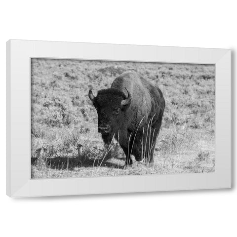 USA-Wyoming-Yellowstone National Park-Lamar Valley-American bison White Modern Wood Framed Art Print by Hopkins, Cindy Miller