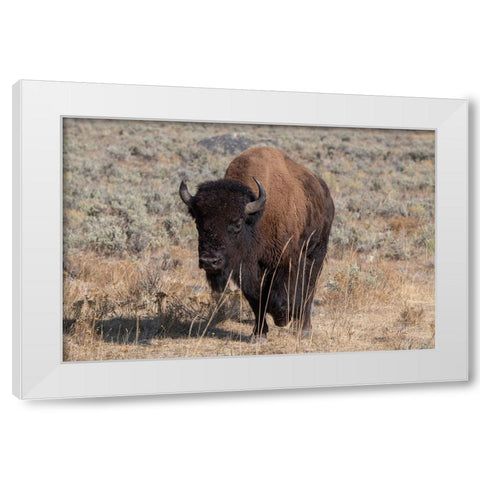 USA-Wyoming-Yellowstone National Park-Lamar Valley-American bison White Modern Wood Framed Art Print by Hopkins, Cindy Miller