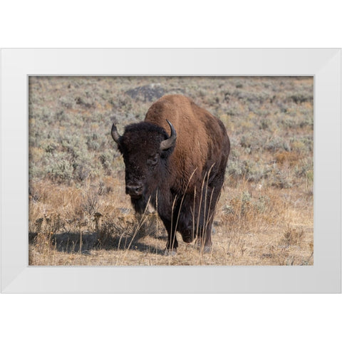 USA-Wyoming-Yellowstone National Park-Lamar Valley-American bison White Modern Wood Framed Art Print by Hopkins, Cindy Miller