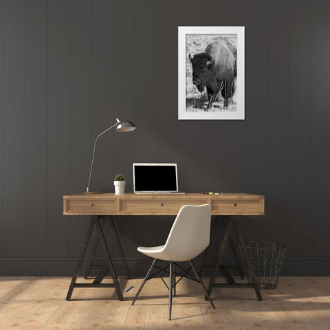 USA-Wyoming-Yellowstone National Park-Lamar Valley-Male American bison White Modern Wood Framed Art Print by Hopkins, Cindy Miller