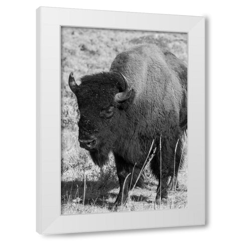 USA-Wyoming-Yellowstone National Park-Lamar Valley-Male American bison White Modern Wood Framed Art Print by Hopkins, Cindy Miller