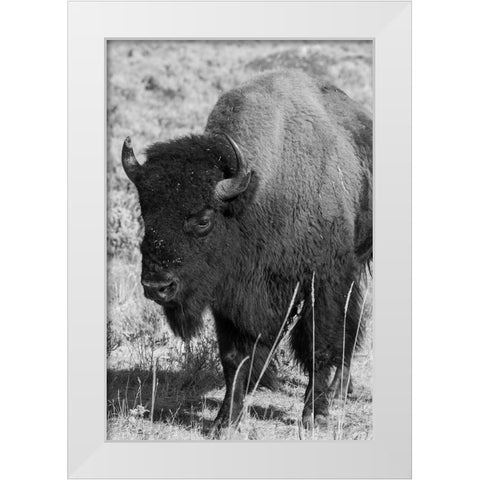 USA-Wyoming-Yellowstone National Park-Lamar Valley-Male American bison White Modern Wood Framed Art Print by Hopkins, Cindy Miller