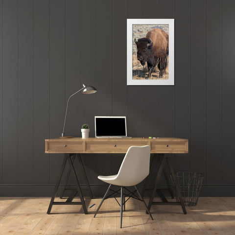 USA-Wyoming-Yellowstone National Park-Lamar Valley-Male American bison White Modern Wood Framed Art Print by Hopkins, Cindy Miller
