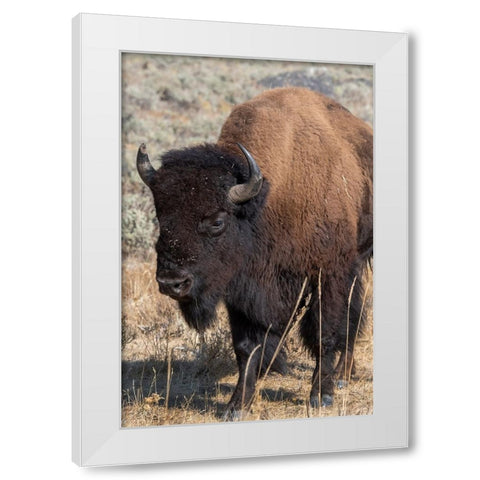 USA-Wyoming-Yellowstone National Park-Lamar Valley-Male American bison White Modern Wood Framed Art Print by Hopkins, Cindy Miller